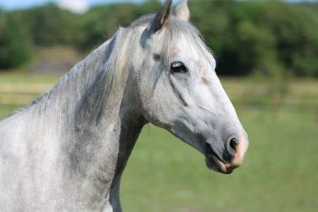 Fotograf: Mikael Linder, Caruzo 2014